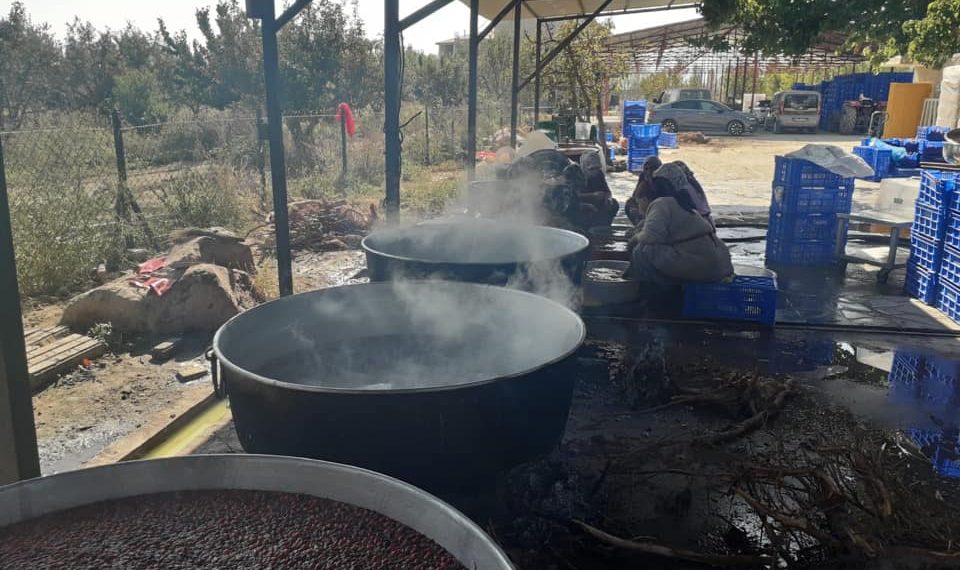 IĞDIR’da, 45 Dönüm Arazide Kurulan Aras Doğa Köyü’nde Sebze ve Meyvelerden Organik Ürünler Elde Ediliyor